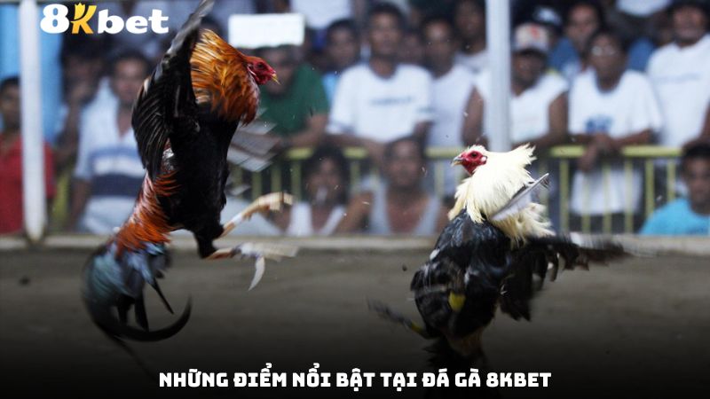 Những điểm nổi bật tại đá gà 8kbet