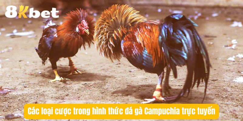 cac-loai-cuoc-da-ga-campuchia-truc-tuyen