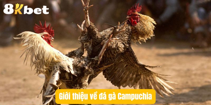 gioi-thieu-da-ga-campuchia