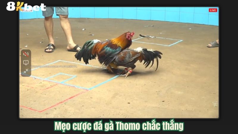 meo-cuoc-da-ga-thomo-chac-thang