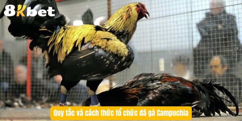 quy-tac-cach-to-chuc-da-ga-campuchia